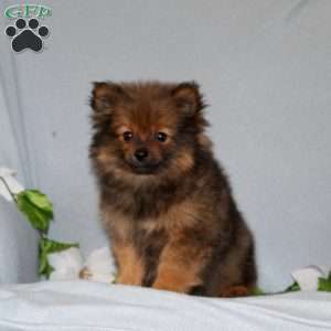 Dolly, Pomeranian Puppy